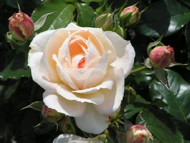 Marie Antoinette®